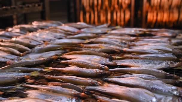 Рибної продукції заводу — стокове відео