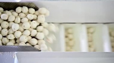 pelmeny yapım fabrikası