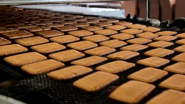 Proceso de fabricación de galletas transportador de proceso — Vídeo de stock