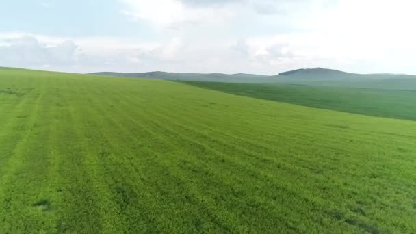 Grüne Wiese Sommer Landwirtschaft Russland Weizen — Stockvideo