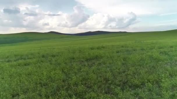 Yeşil alan çayır yaz tarım rusya buğday — Stok video