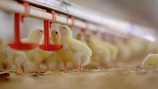 Fábrica de pintos de frango agricultura celeiro produção bonito — Vídeo de Stock