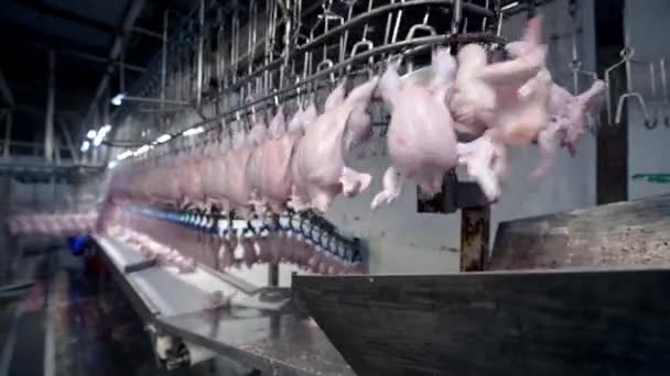 Chicken factory process conveyor meat industrial line — Stock Video