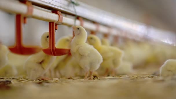 Fábrica de pintos de frango agricultura celeiro produção bonito — Vídeo de Stock