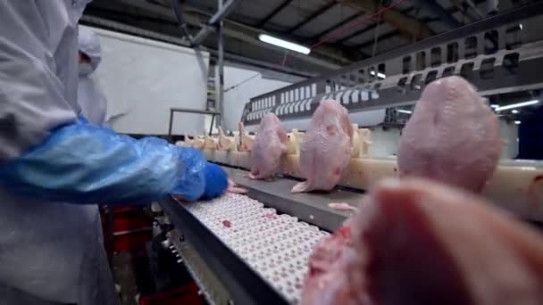 Chicken factory process conveyor meat industrial line — Stock Video