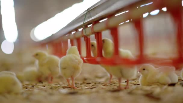 Fábrica de pintos de frango agricultura celeiro produção bonito — Vídeo de Stock