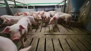 Domuz çiftliği endüstrisi hayvan çiftliği hayvan kafesi