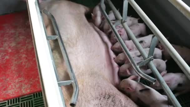 Schweinefleischindustrie Tierhaltung Viehhaltung Käfig — Stockvideo