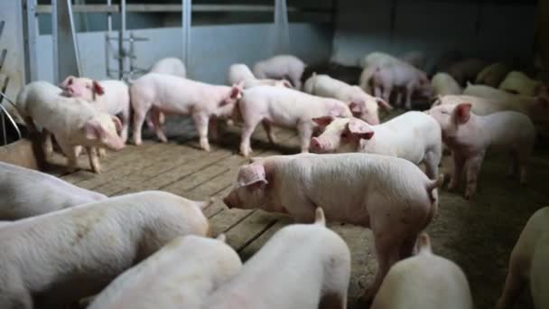 Domuz çiftliği endüstrisi hayvan çiftliği hayvan kafesi — Stok video