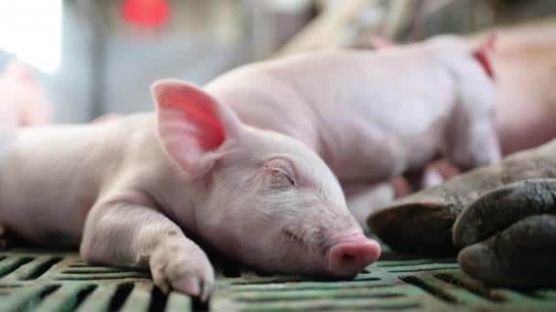 Industria ganadera porcina jaula ganadera — Vídeos de Stock