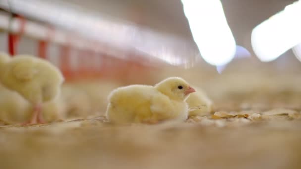 Цыпленок завод по производству кур сельское хозяйство коровник милое производство — стоковое видео