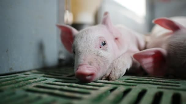 Pig farm industry animal agriculture livestock cage — Stockvideo