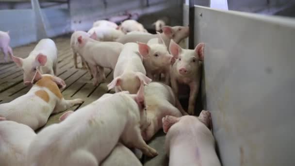 Pig farm industry animal agriculture livestock cage — Stock Video