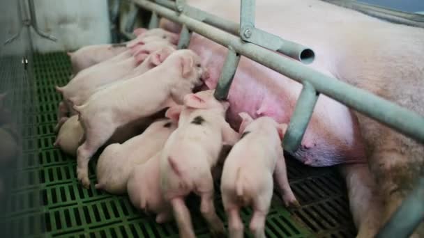 Pig farm industry animal agriculture livestock cage — Stockvideo