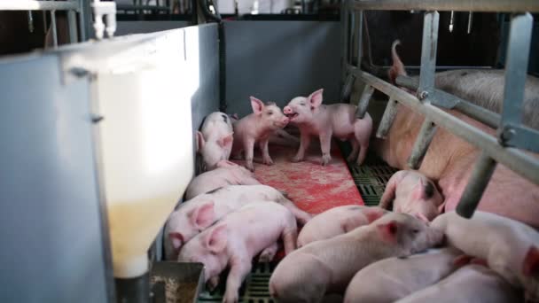 Pig farm industry animal agriculture livestock cage — Stock Video