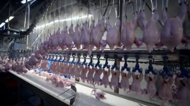 Tavuk fabrikası işlem taşıyıcı et endüstriyel hattı