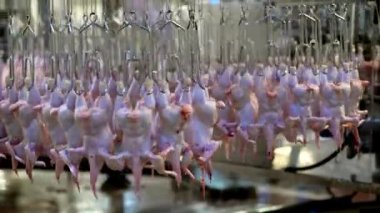 Tavuk fabrikası işlem taşıyıcı et endüstriyel hattı