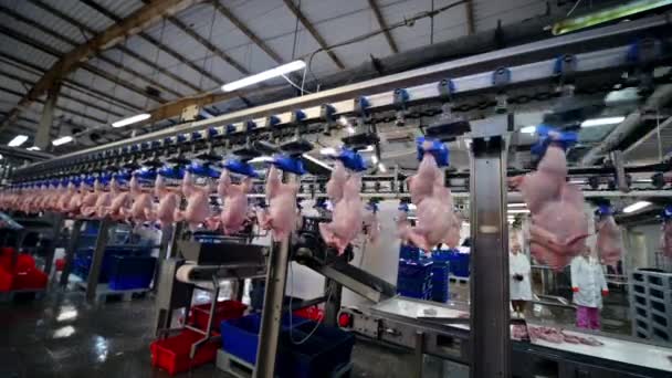 Kyckling fabrik process transportör kött industrilinje — Stockvideo