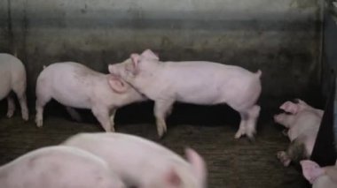 Domuz çiftliği endüstrisi hayvan çiftliği hayvan kafesi