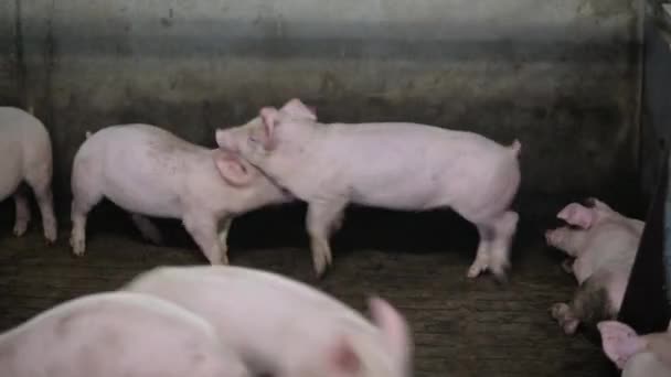 猪饲养业畜禽笼 — 图库视频影像