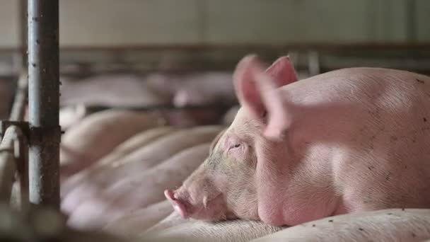 Chov prasat živočišná výroba živočišná výroba klece — Stock video