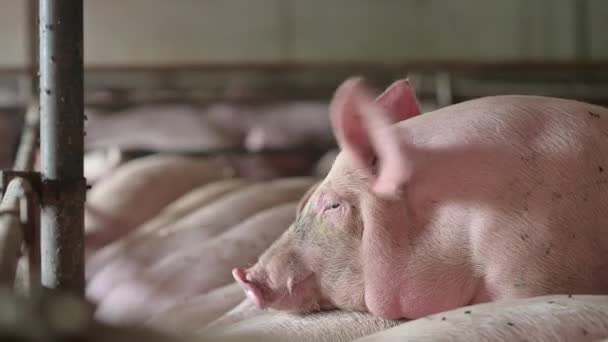 Industria ganadera porcina jaula ganadera — Vídeos de Stock