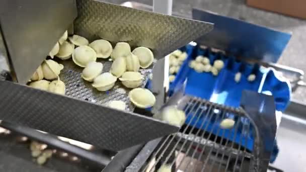 Dumpling factory making process modern industry pelmeni — Stock Video