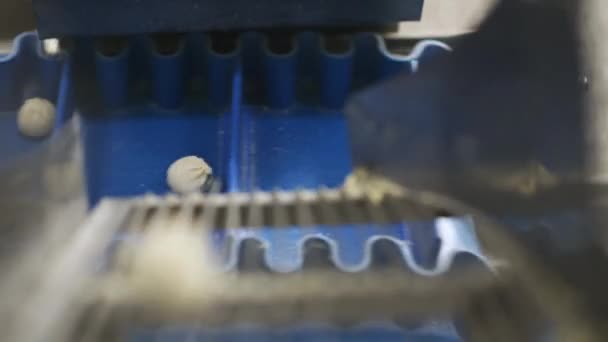 Knoedel fabriek productieproces moderne industrie pelmeni — Stockvideo