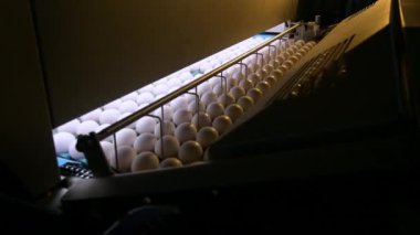 Yumurta fabrikası kümes hayvanı üretimi