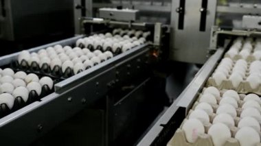 Yumurta fabrikası kümes hayvanı üretimi