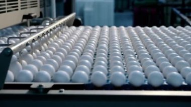 Yumurta fabrikası kümes hayvanı üretimi