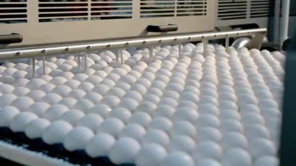Výroba vaječných výrobků drůbežářský dopravník — Stock video