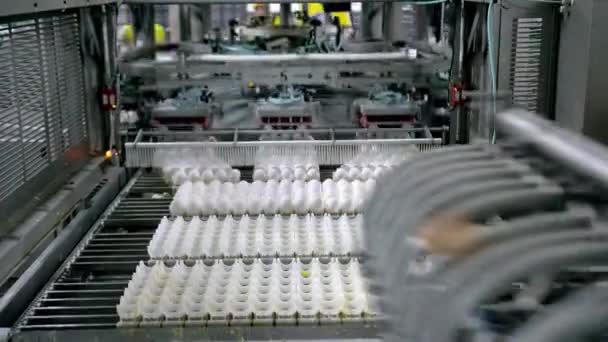 Egg factory industry poultry conveyor production — Stock Video