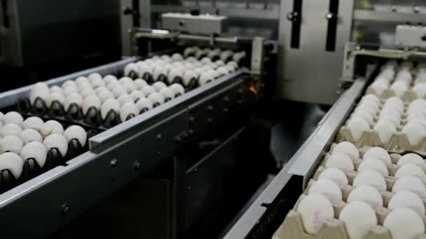 Egg factory industry poultry conveyor production — Stock Video