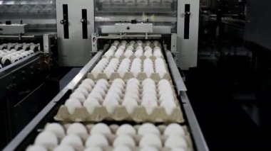 Yumurta fabrikası kümes hayvanı üretimi