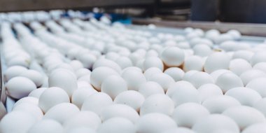 Yumurta fabrikası kümes hayvanı üretimi