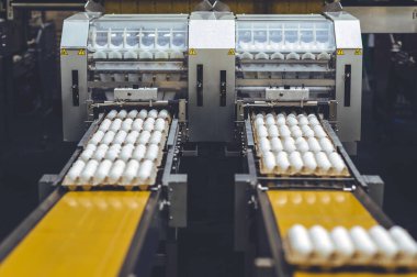 Yumurta fabrikası kümes hayvanı üretimi