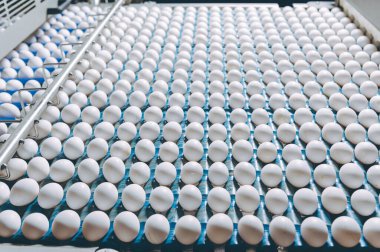 Yumurta fabrikası kümes hayvanı üretimi