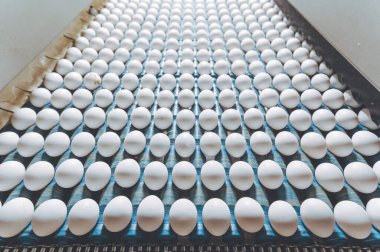 Yumurta fabrikası kümes hayvanı üretimi