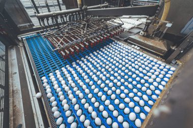 Yumurta fabrikası kümes hayvanı üretimi