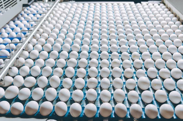 Yumurta fabrikası kümes hayvanı üretimi