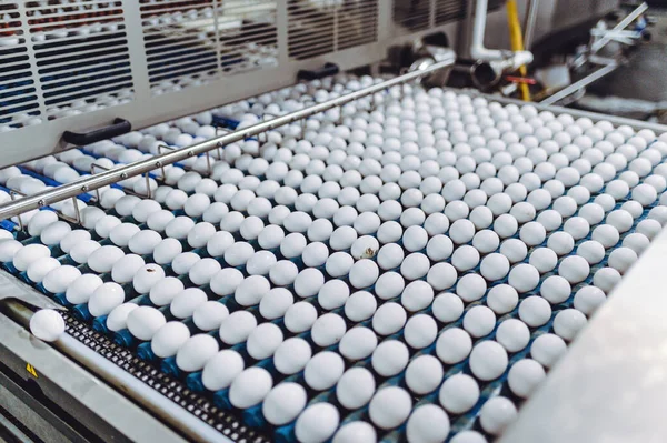 Yumurta fabrikası kümes hayvanı üretimi