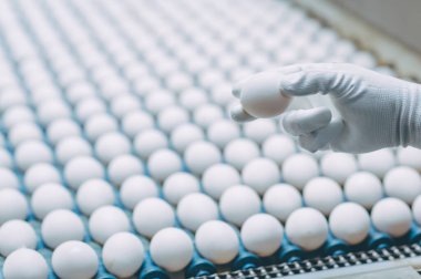 Yumurta fabrikası kümes hayvanı üretimi