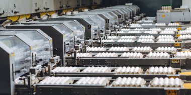 Yumurta fabrikası kümes hayvanı üretimi