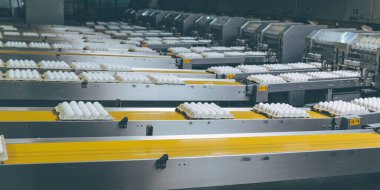 Yumurta fabrikası kümes hayvanı üretimi