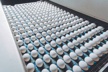 Yumurta fabrikası kümes hayvanı üretimi