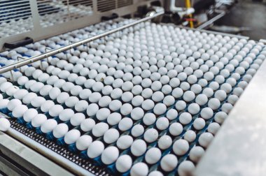 Yumurta fabrikası kümes hayvanı üretimi