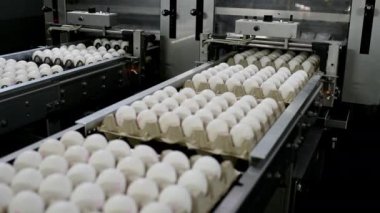 Yumurta fabrikası kümes hayvanı üretimi