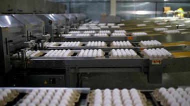 Yumurta fabrikası kümes hayvanı üretimi