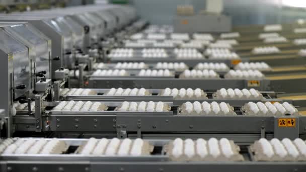 달걀 공장 가금 류 컨베이어 생산 — 비디오